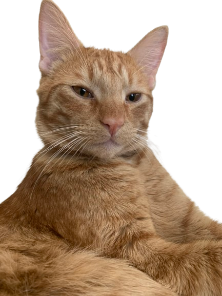 Beans the Eternal Kitty