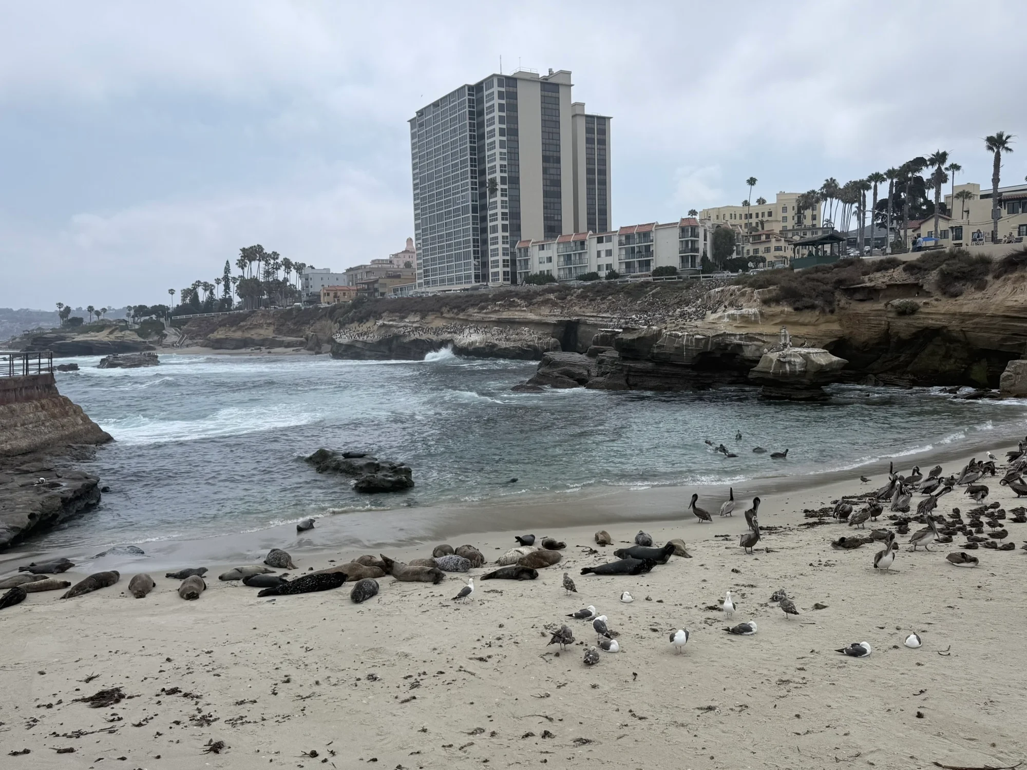 Seals at the Children's Pool, La Jolla
