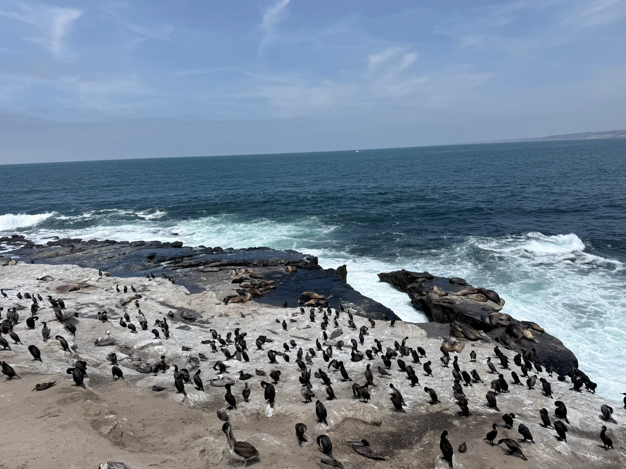 Sea lions at La Jolla Cove